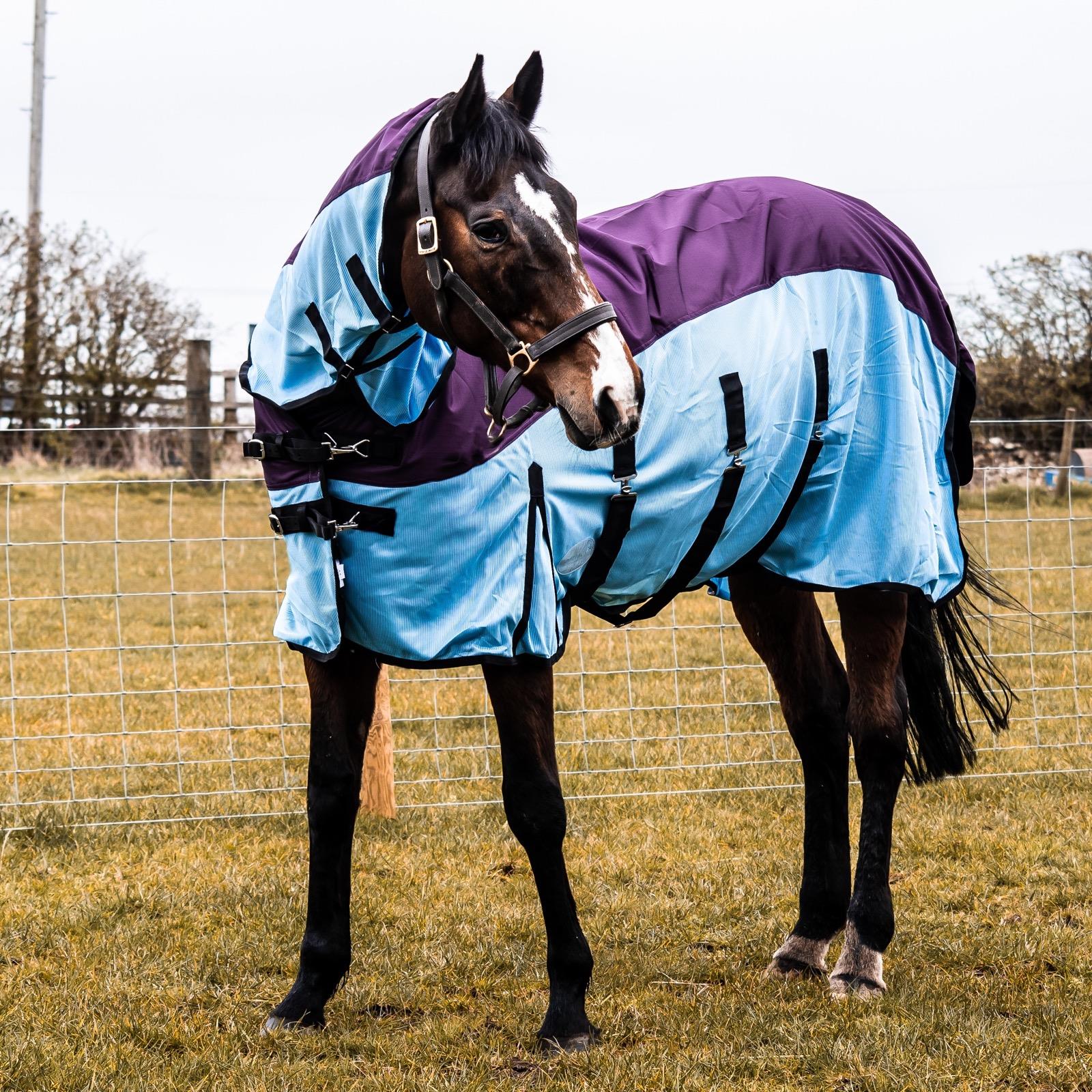 Are There Any Health Benefits to Using a Fly Rug on My Horse?