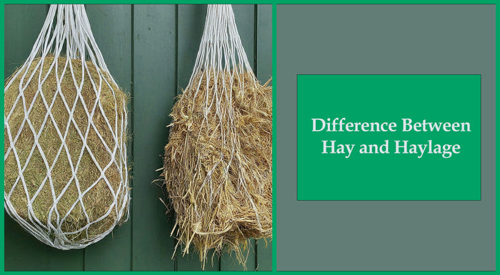 Haylage or Hay: Choosing the Right Feed for Your Horse